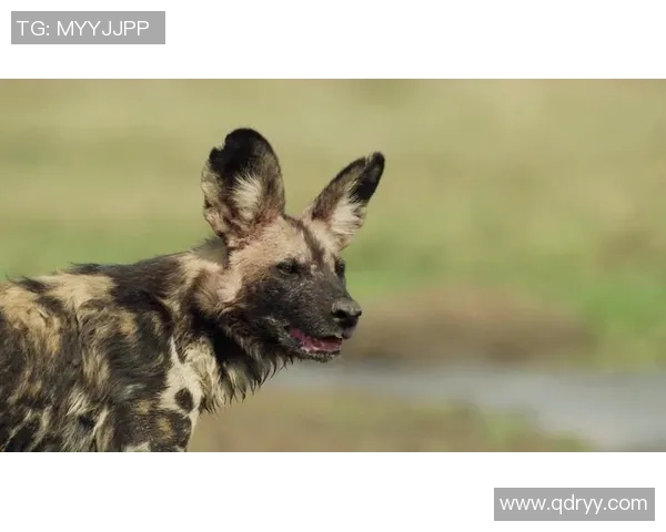 巴林足球明星的璀璨星光与他们的传奇故事介绍